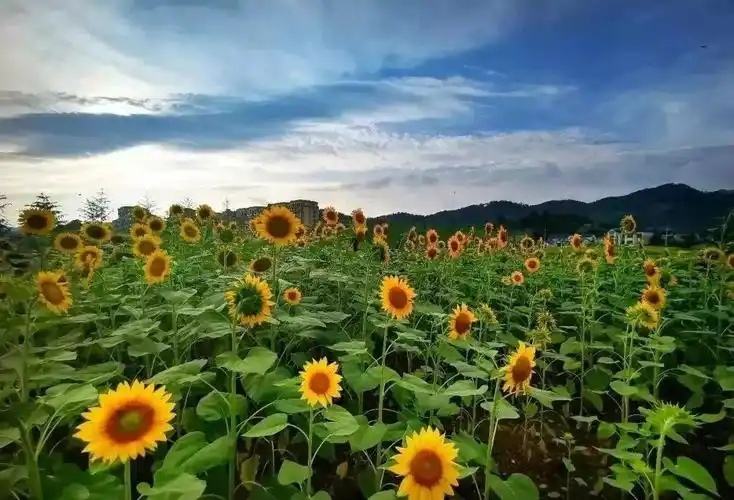 杭州的夏天是什么颜色