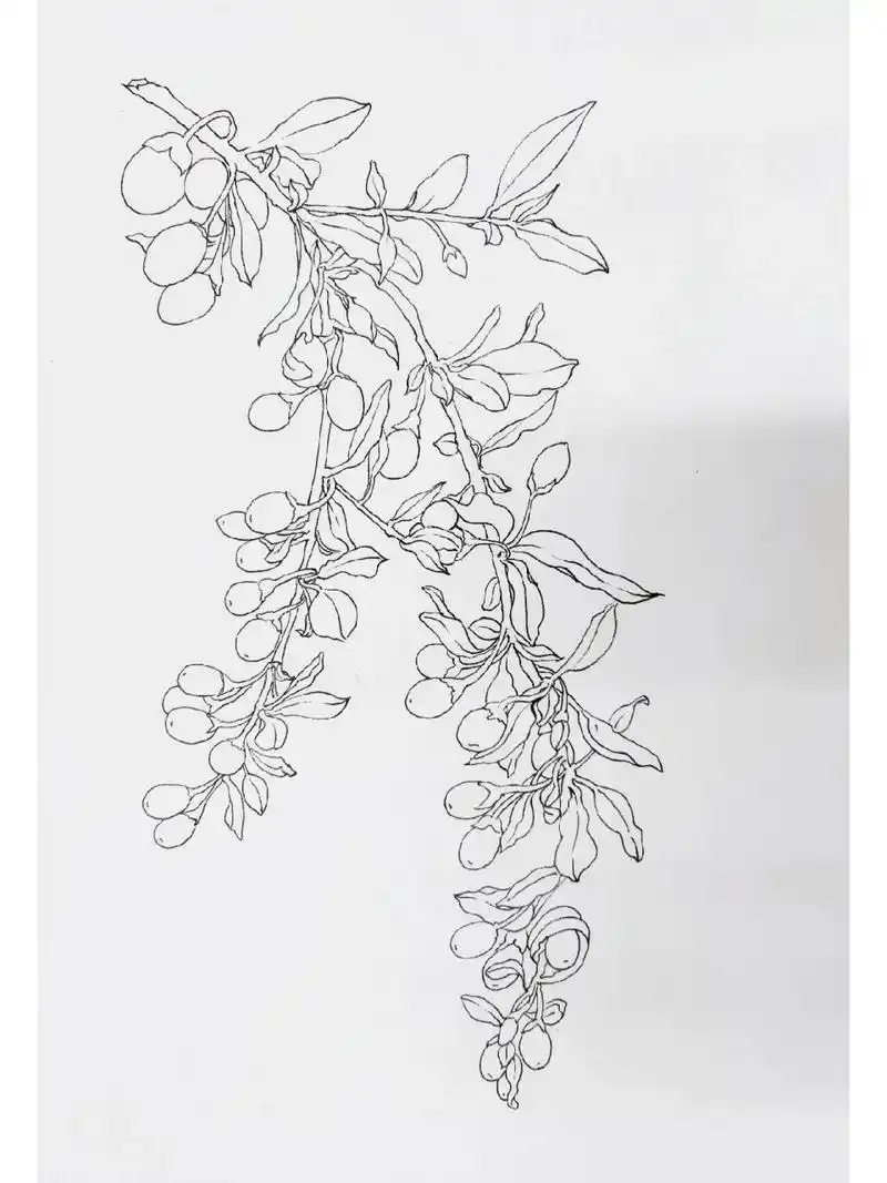 手绘中草药【枸杞】 第二次临摹 的作品!
