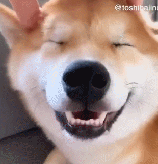 千万别养柴犬,它真的太迷惑了!