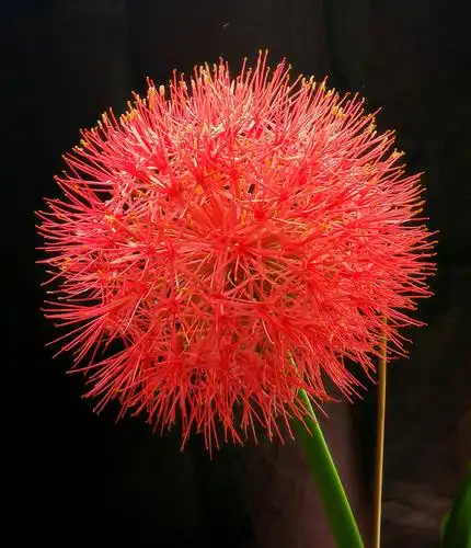 红红火火的网球花.