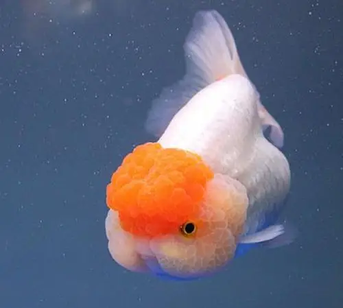 金鱼的体型与头型鉴赏