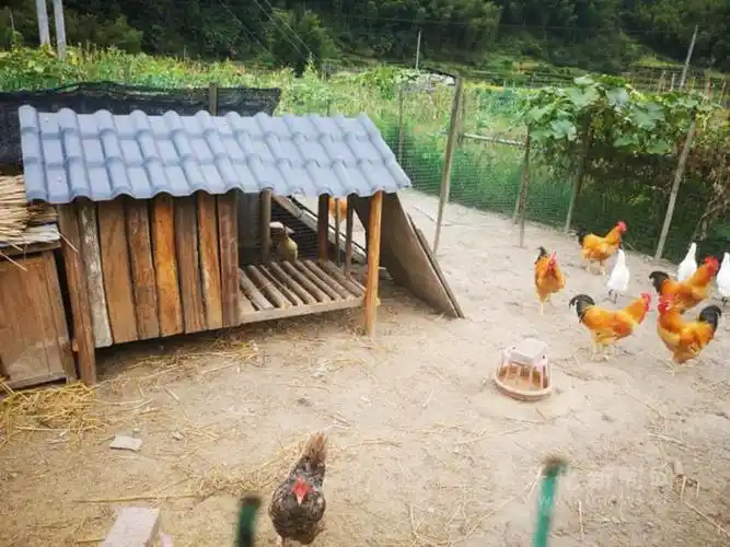 鸡仔住进新房子美了环境暖了民心