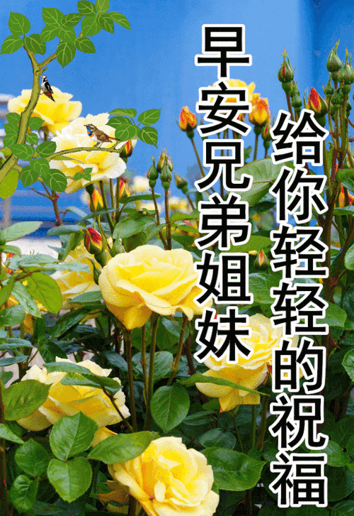 12月1日最漂亮早上好动态表情图片大全早晨好动图美图大全