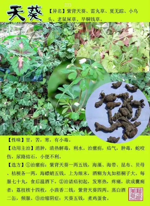 太全了赶紧转走夜里偷着看