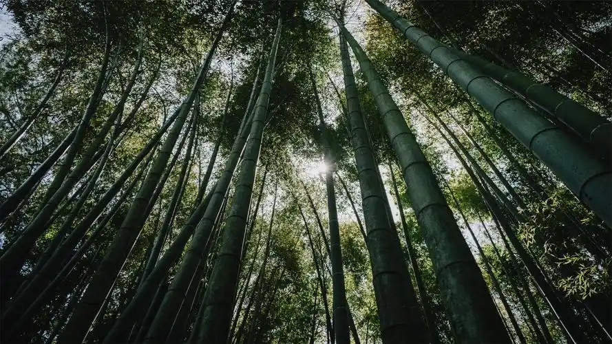 清新绿色竹林高清桌面壁纸-风景壁纸-壁纸下载-美桌网