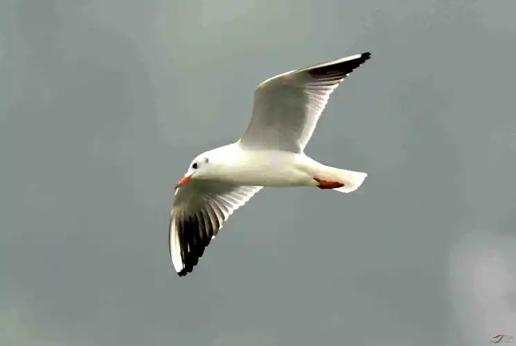 一组孤独飞翔在清河上的海鸥(2019年摄)