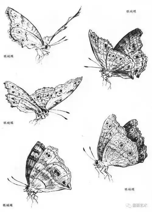 素材一组昆虫画谱27图请收藏