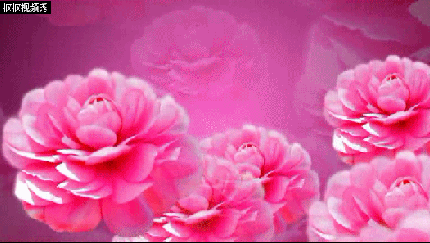 【gif-动图】— (牡丹花开)