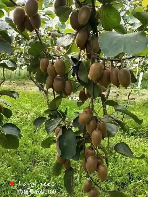 绿心纯甜猕猴桃来啦