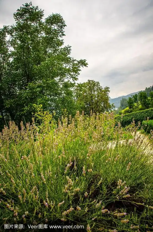 野生的薰衣草