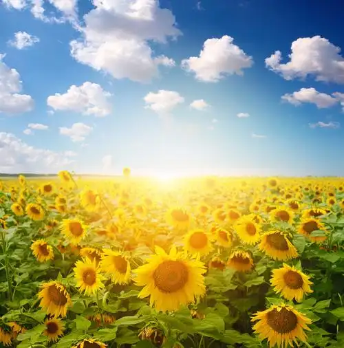 的笑脸晚霞下的向日葵田阳光下的麦穗在随风飘扬野草在性质上日落背景