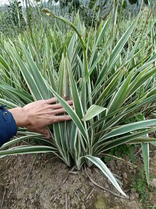 山菅兰 地栽苗批发【闽成】