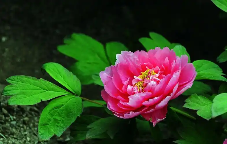 各种颜色的牡丹花图片鲜花牡丹花卉花朵牡丹花