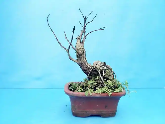 收购中小型松柏盆景,哪位盆友知道哪里有卖,先谢谢