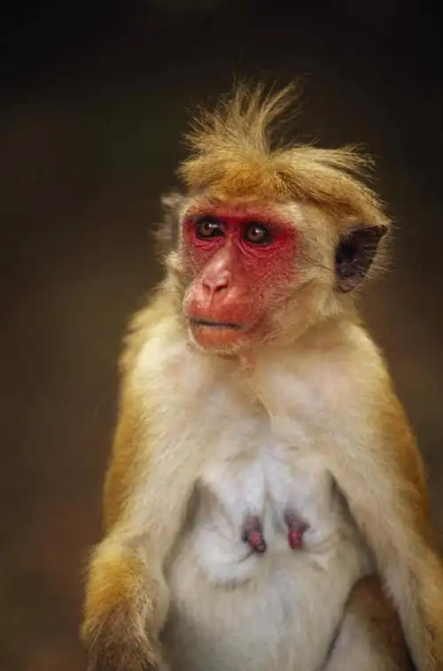 无人,站,竖图,室外,特写,白天,正面,野生动物,猴子,斯里兰卡,亚洲