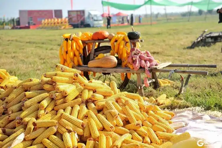 秋收美景青岛各地乡村处处洋溢丰收景象