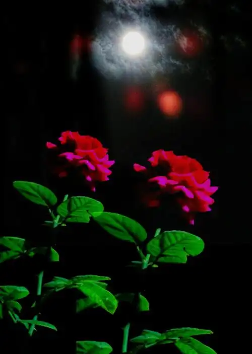 八月十五的月亮,月亮下面的花,花好月圆