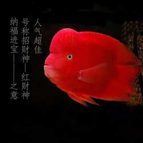 54成交10件热带观赏鱼活体血红鹦鹉鱼活鱼发财鱼淡水好养招财鱼苗元宝