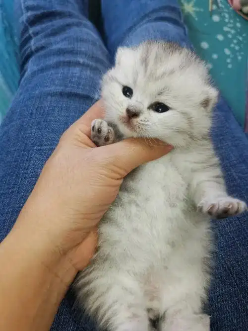 刚刚2月的英短小奶猫可可爱爱