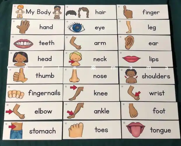 七田真身体部位英语启蒙早教闪卡英文单词卡片手工创意粘贴类