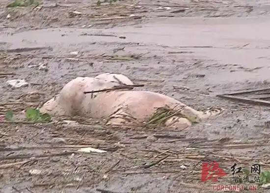 常德沅江惊现浮尸经证实是塑料模特
