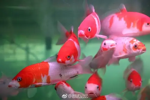 鸿运当头如鱼得水