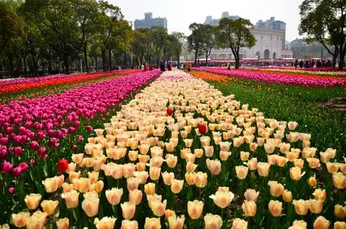 上海大宁灵石公园郁金香花展