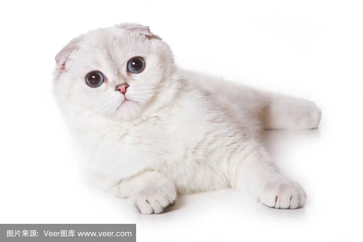 白色的苏格兰折耳猫
