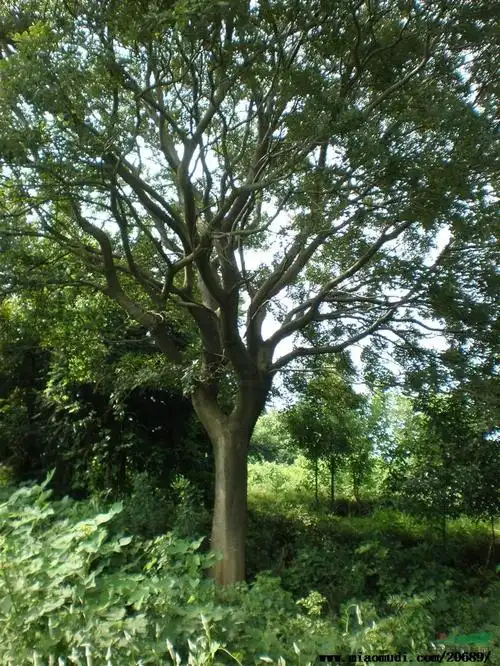 图片展示朴树价格基地