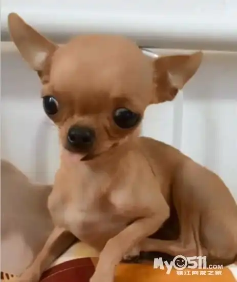 不掉毛的茶杯犬,小娃娃犬来啦～ - 宠物市场 - 梦