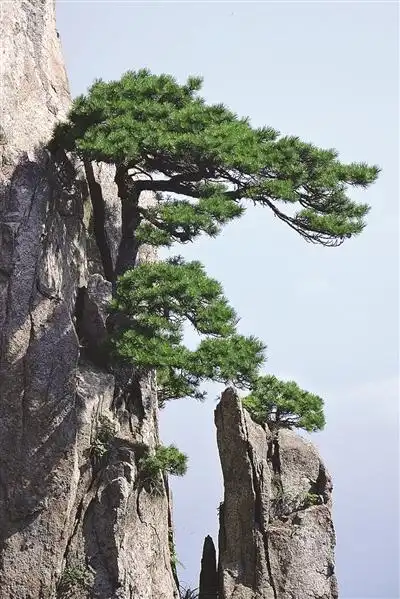 黄山松树外形独特,苍劲古雅,令人百看不厌.