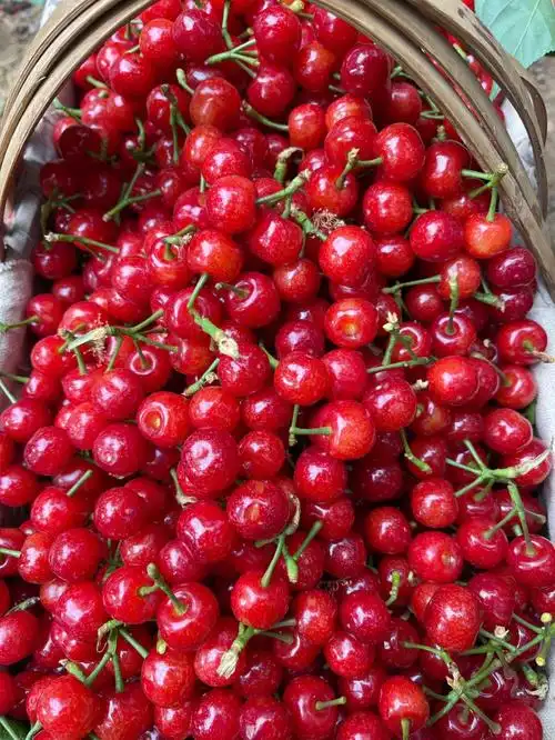 黄草中华小樱桃