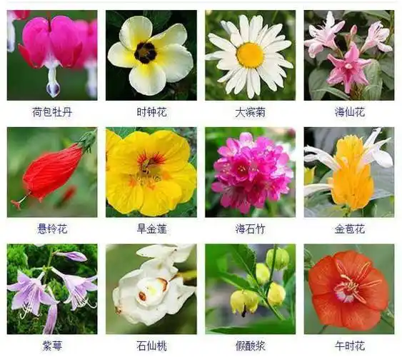 400种观花植物品种大全值得收藏