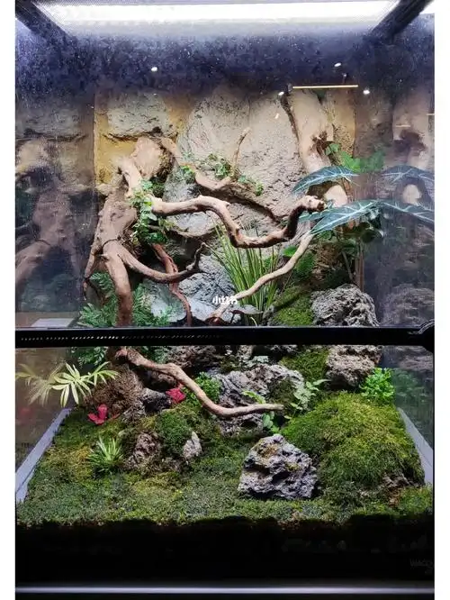 老爷树蛙雨林苔藓缸