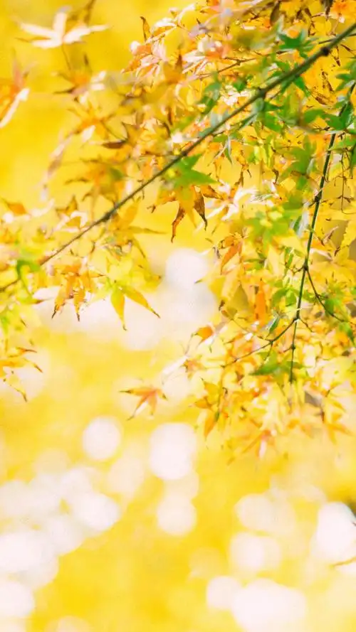 秋天的黄色树叶,高清图片,手机锁屏桌面-壁纸族