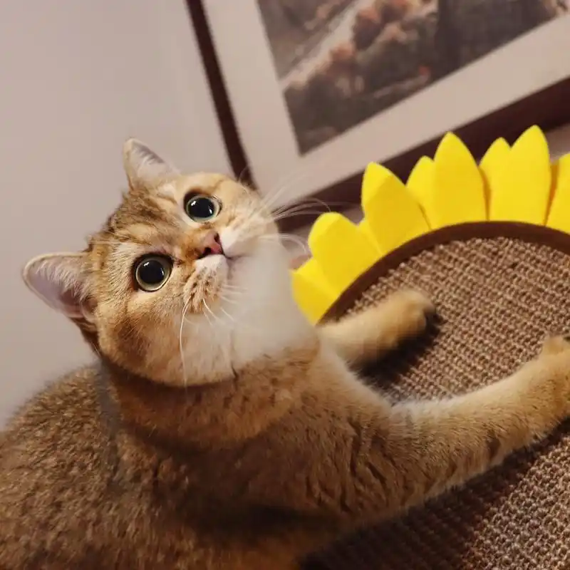 猫金渐层英短猫