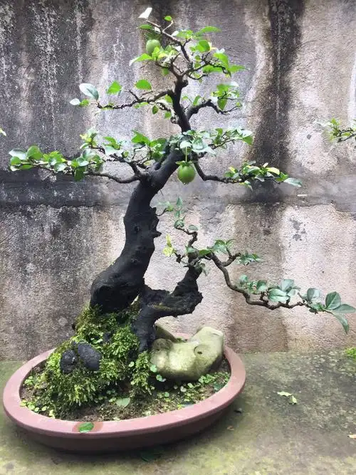 金弹子盆景简介及 康林公司部份作品赏析