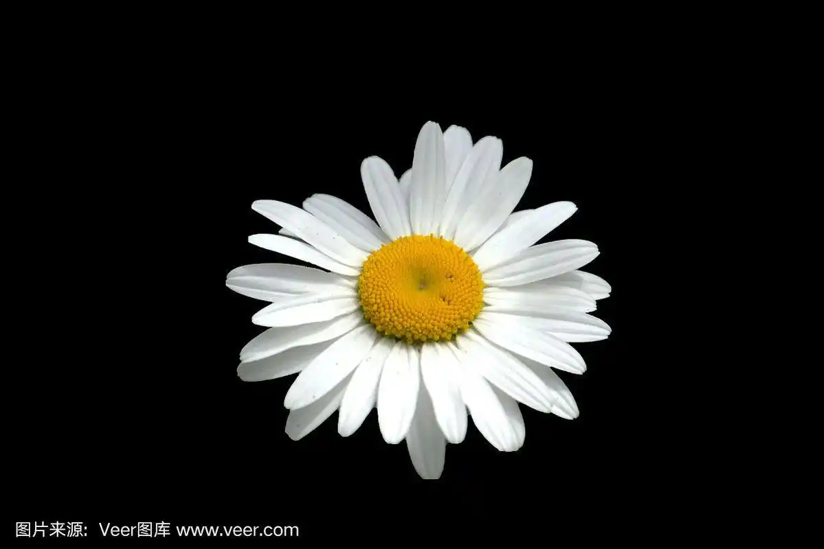 在黑色上孤立的oxeye雏菊