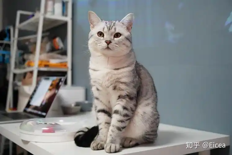 母美短鱼骨纹怎么配