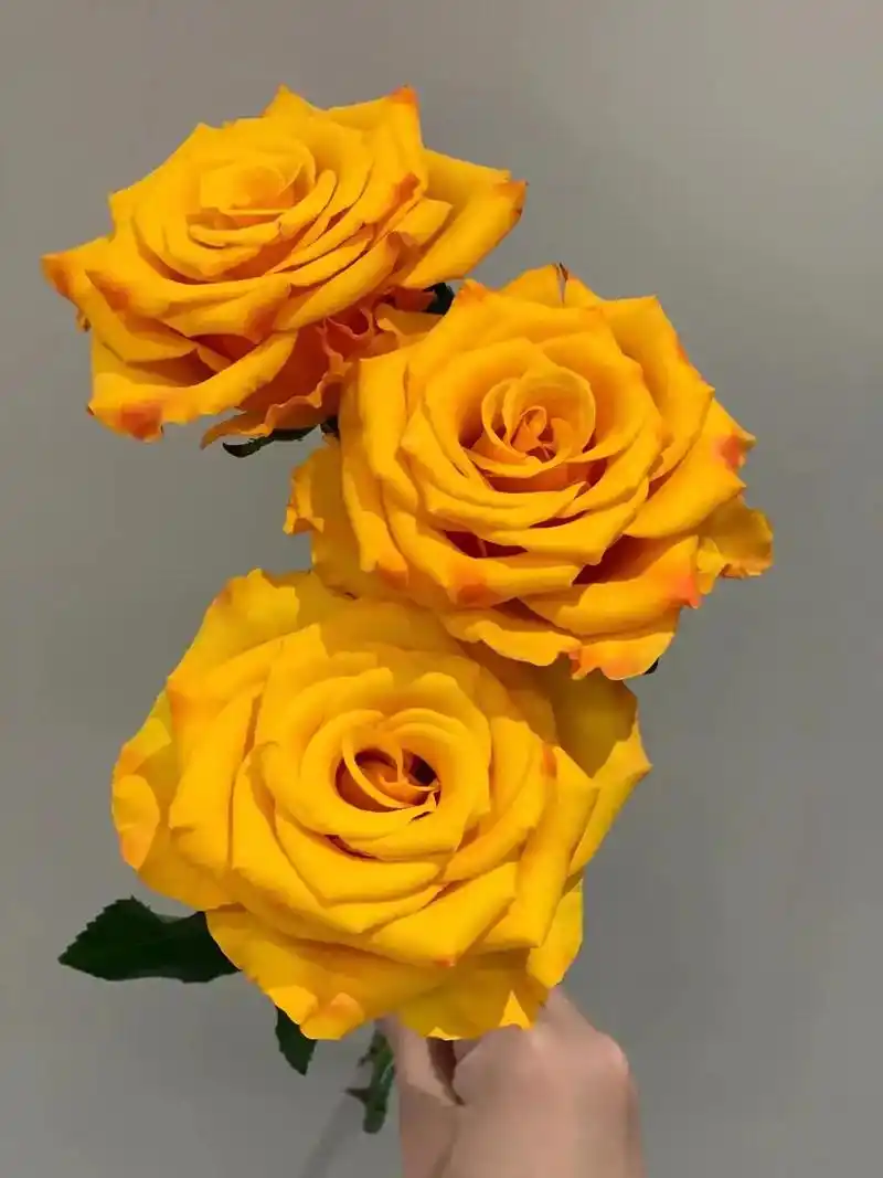 每日一花 辉煌玫瑰.品种: 辉煌 花语:勇敢拼搏 了花期:七 - 抖音