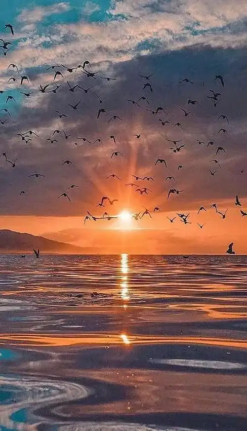 极美的春天,让人醉了!