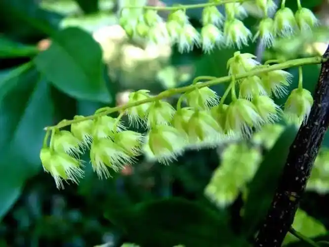 赏花房秃瓣杜英