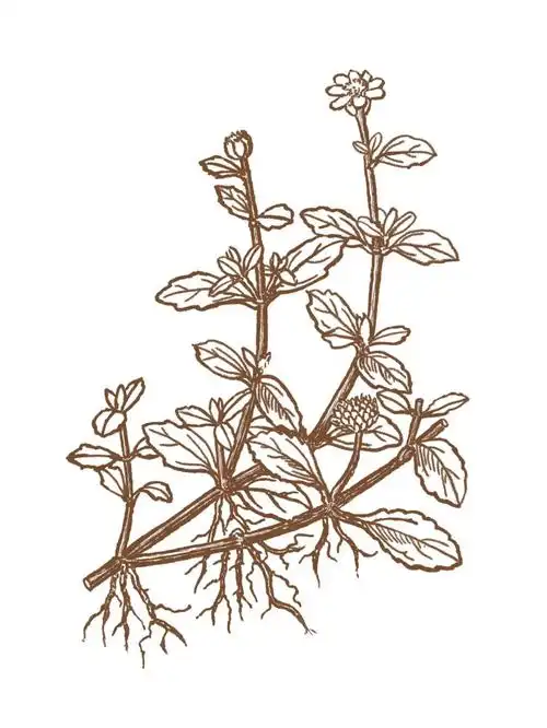 中草药清热解毒类绘画7268卤地菊