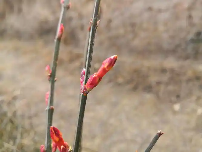 金英翠萼带春寒,有的地方迎春花都开了,俺们村连花骨朵也没有啊
