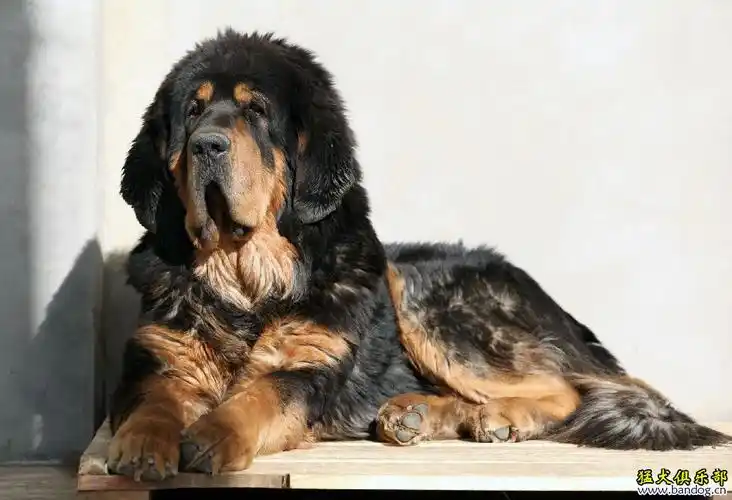 古老版纯种虎头藏獒