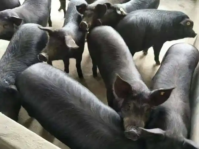 中国黑猪品种 中国黑猪品种图片大全