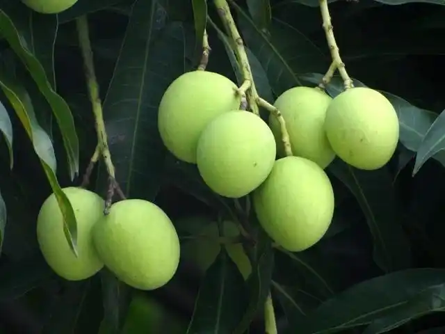 这种果子常被当成"野芒果" 香味浓郁还富有营养 城里人却不敢吃