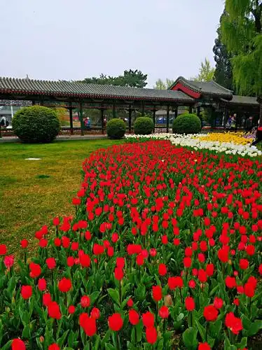 2019中山公园郁金香展