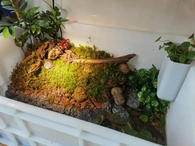 一看就会,一学就废#原生缸  #苔藓