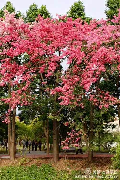 丝木棉树花盛开